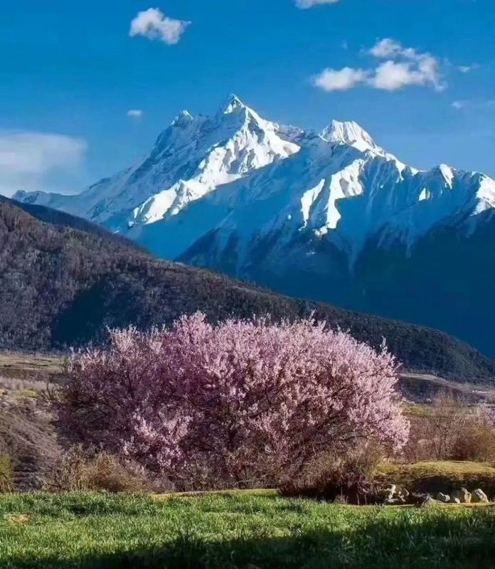 1706854275122825.jpg 林芝桃花4_dh.jpg