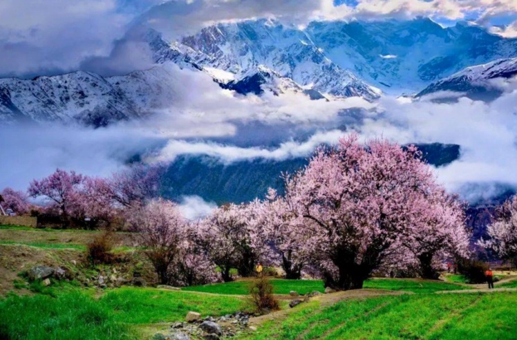 1706854532129999.jpg 林芝桃花17_dh.jpg