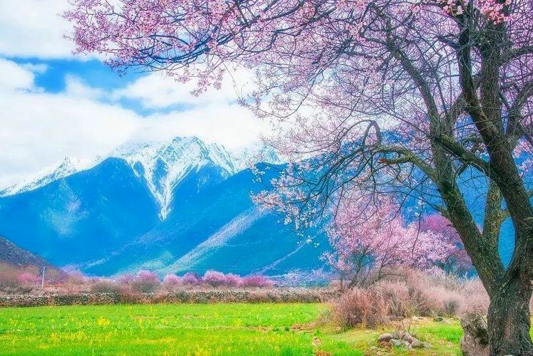 1706854776832966.jpg 林芝桃花21_dh.jpg