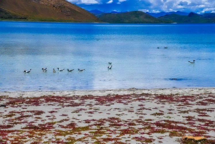 1706855330129805.jpg 林芝桃花36_dh.jpg