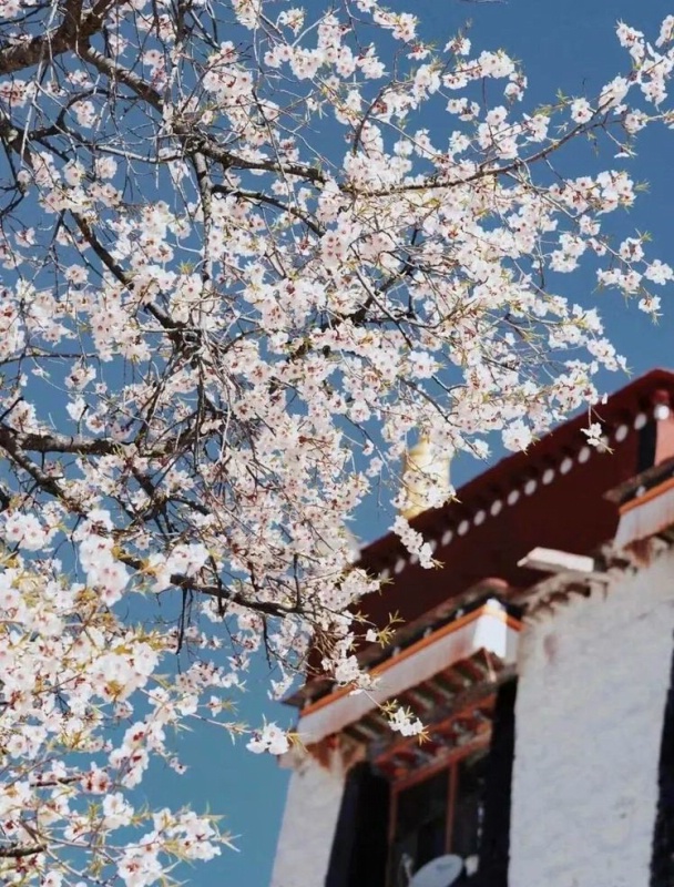 1706855399405617.jpg 林芝桃花41_dh.jpg