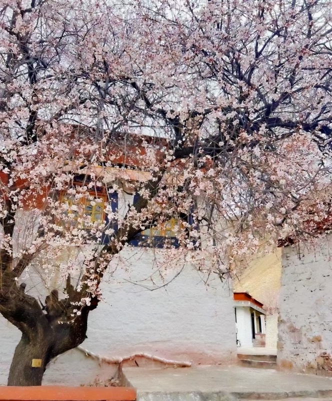 1706855423604338.jpg 林芝桃花39_dh.jpg