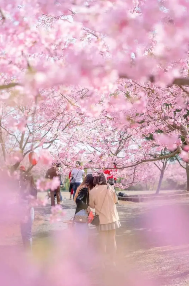 1770796019232199.png 樱花2.png