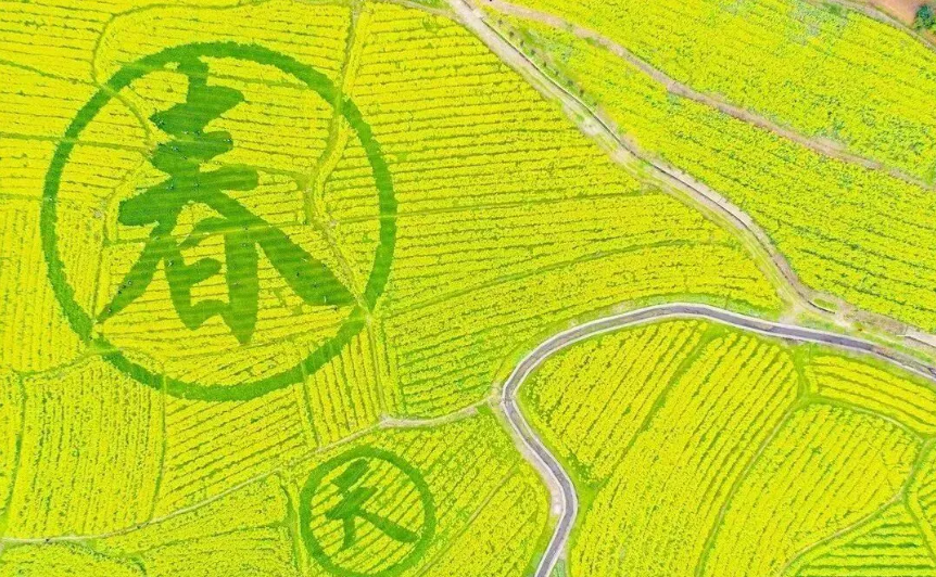 1770796365633298.png 蓼江油菜花1.png