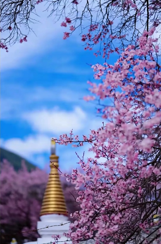 1772789619982243.jpg 甘孜杏花1_dh.jpg