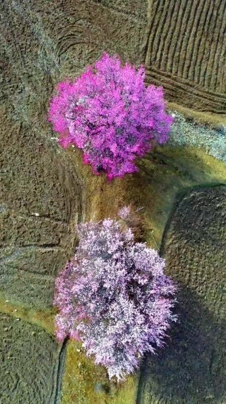 1772798160121810.jpg 甘孜杏花16_dh.jpg