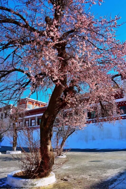 1772798237653997.jpg 甘孜杏花19_dh.jpg