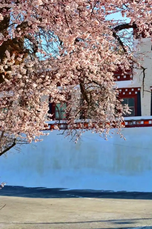 1772798337954530.jpg 甘孜杏花23_dh.jpg