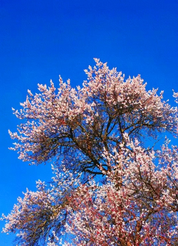 1772798396125295.jpg 甘孜杏花17_dh.jpg