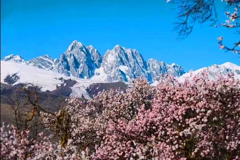 1772798440105359.jpg 甘孜杏花21_dh.jpg