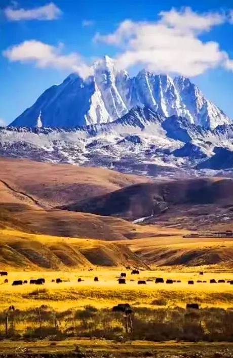 1772798969128019.jpg 甘孜杏花4_dh.jpg