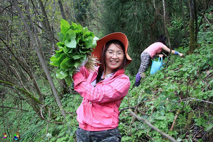 1775528868387243.jpg 鹿耳韭1_副本.jpg