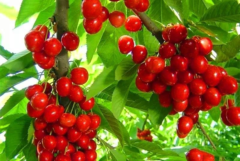 1776049775811966.jpg 官帽山樱桃5_dh.jpg