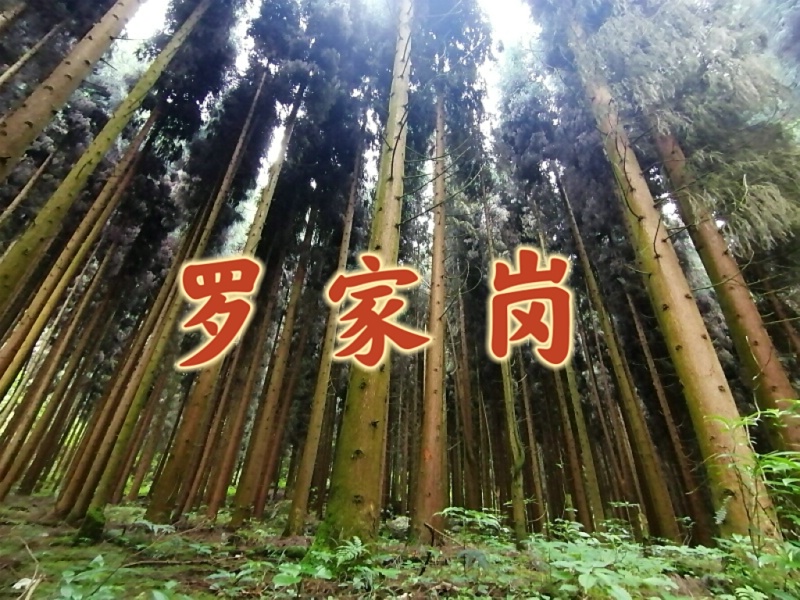 1789305658502998.jpg 罗家岗2_dh.jpg