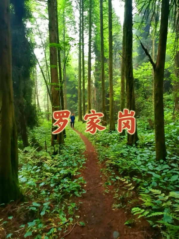 1789305676132542.jpg 罗家岗3_dh.jpg