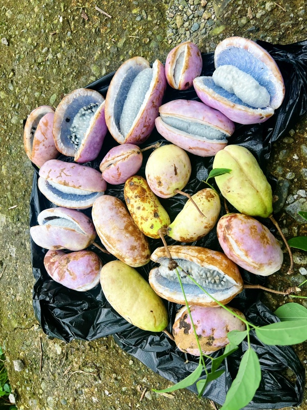 1789305947376528.jpg 卡子-花谷7_dh.jpg