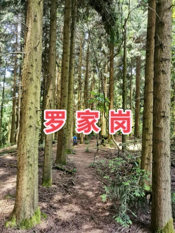 1789306247931078.jpg 罗家岗4_dh.jpg