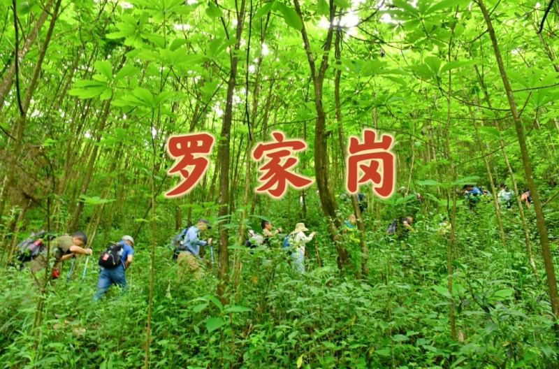 1789306268100461.jpg 罗家岗5_dh.jpg