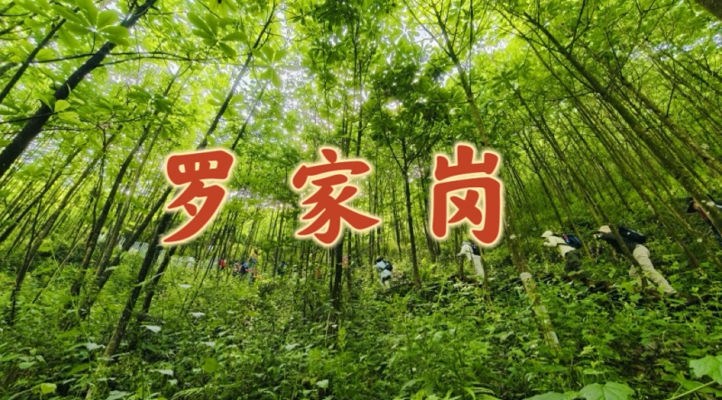 1789349659177592.jpg 罗家岗1_dh.jpg