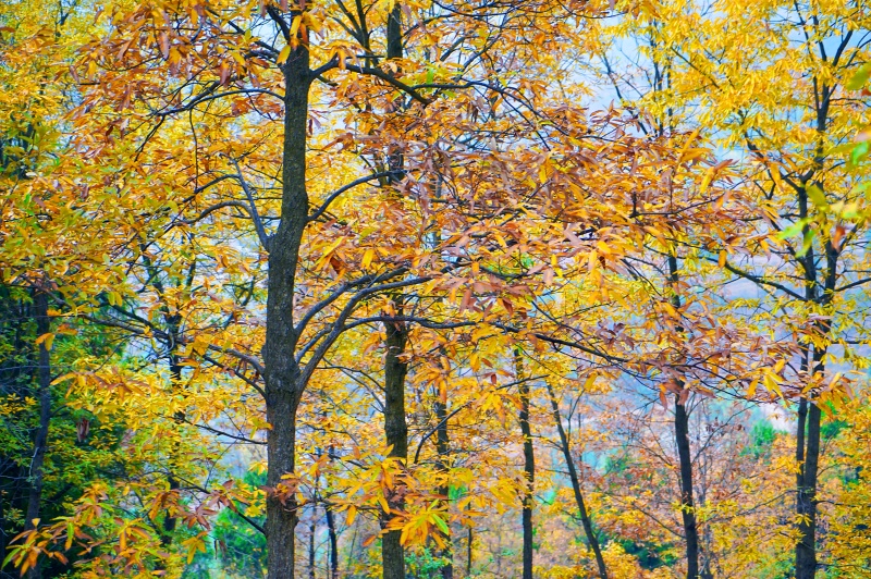 ������ɽ�������ӡ� 12��13�մ�Խ����ɽ�������¡������ӡ���ɽ�����֡���ͽ����֮��